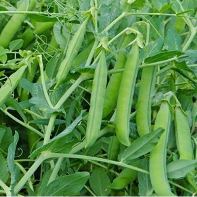 Кито 500г семян гороха, Libra Seeds, Италия